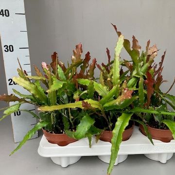 Epiphyllum anguliger 'Fire'