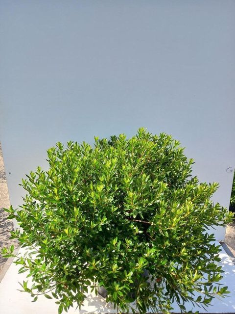 Rhododendron 'Purple Splendor' (AJ)