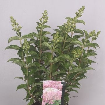 Hydrangea paniculata 'Pink Lady'