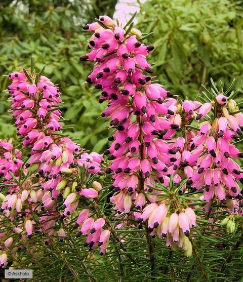 Erica carnea 'Eva'