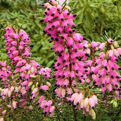 Erica carnea 'Eva'