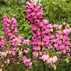 Erica carnea 'Eva'