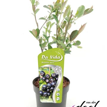 Aronia x prunifolia 'Nero'