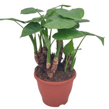 Alocasia cucullata