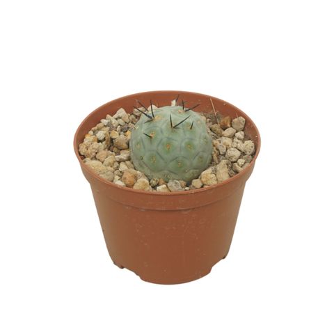Tephrocactus geometricus