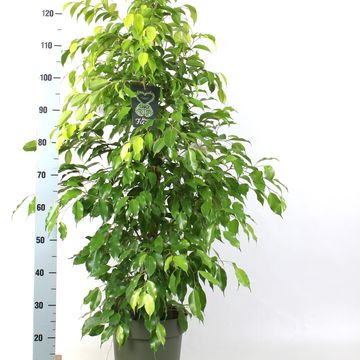 Ficus benjamina 'Reginald'