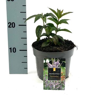 Veronicastrum virginicum 'Fascination'