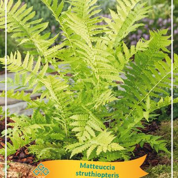 Matteuccia struthiopteris