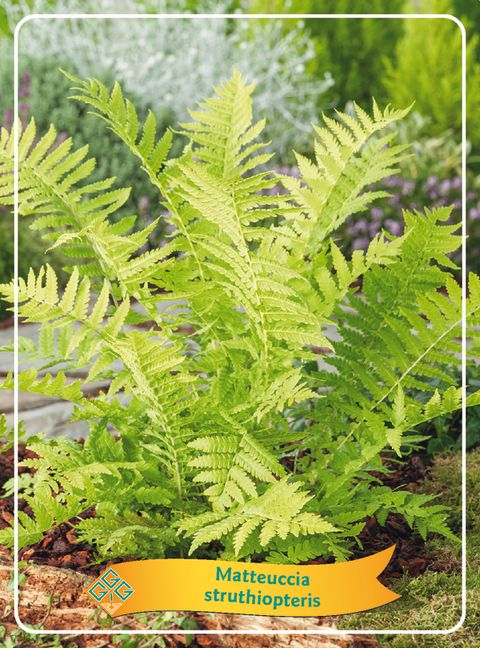 Matteuccia struthiopteris