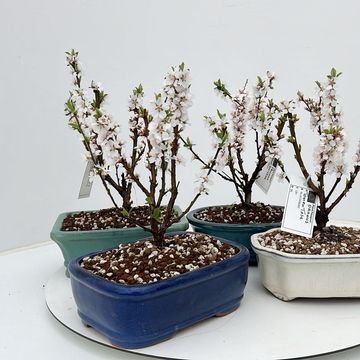 Prunus tomentosa