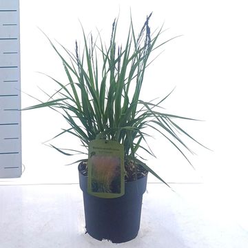 Molinia arundinacea 'Karl Foerster'