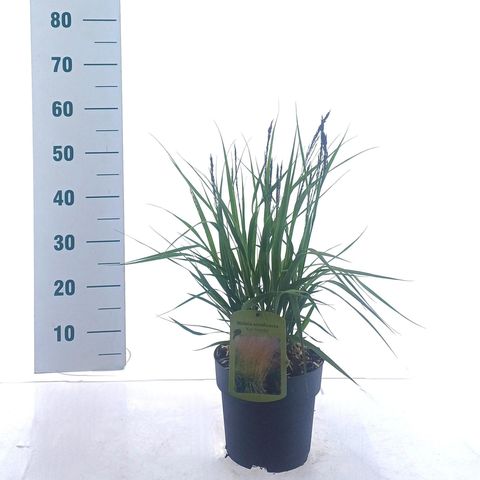 Molinia arundinacea 'Karl Foerster'