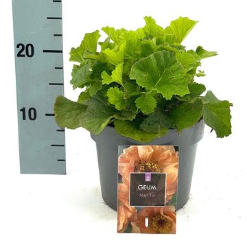 Geum rivale 'Mai Tai'