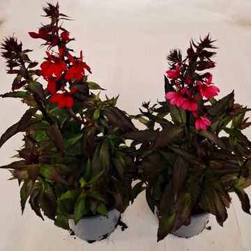 Lobelia x speciosa