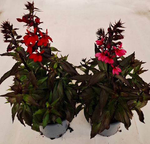 Lobelia x speciosa