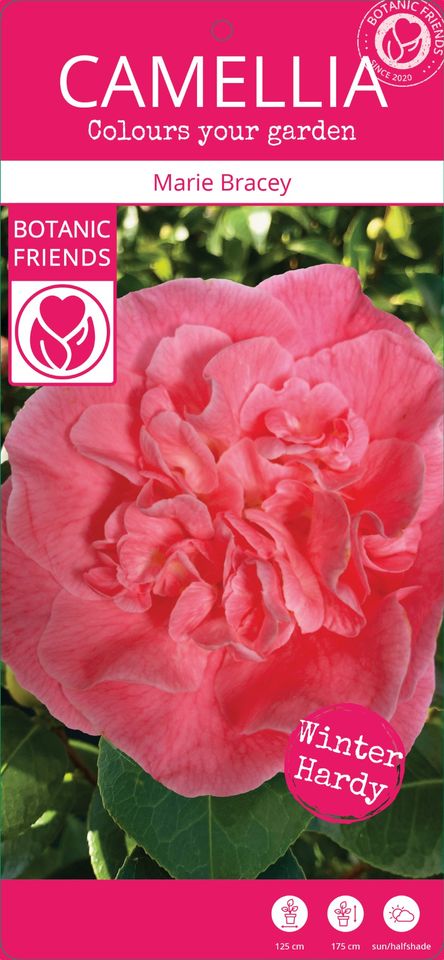 Camellia japonica 'Marie Bracey'