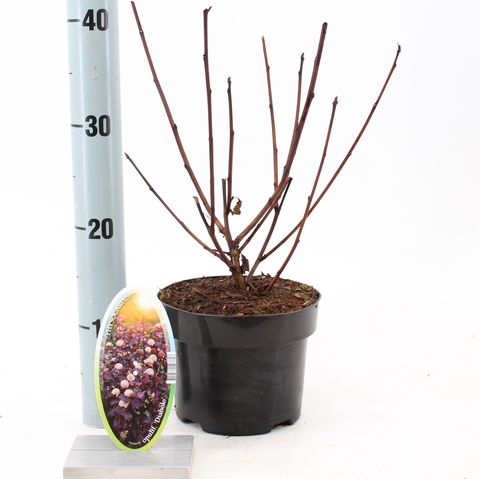 Physocarpus opulifolius 'Диаболо'
