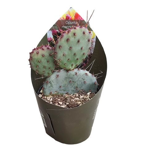 Opuntia macrocentra