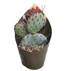 Opuntia macrocentra