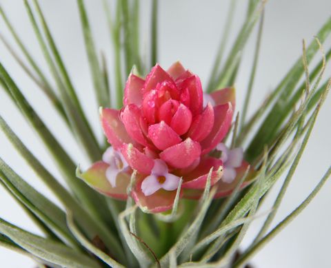 Tillandsia 'Cotton Candy'