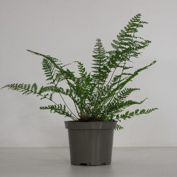 Polystichum setiferum 'Herrenhausen'