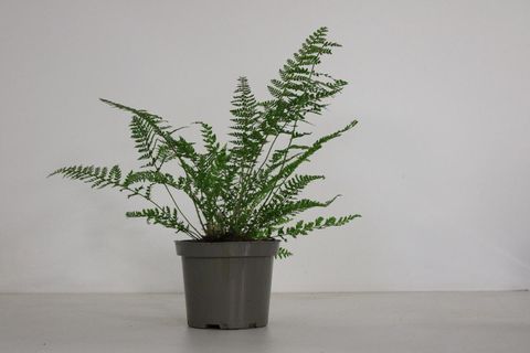 Polystichum setiferum 'Herrenhausen'
