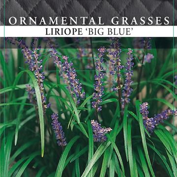 Liriope muscari 'Биг Блю'