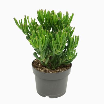 Crassula ovata 'Gollum'