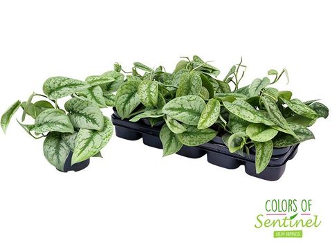 Scindapsus pictus 'Trebie'