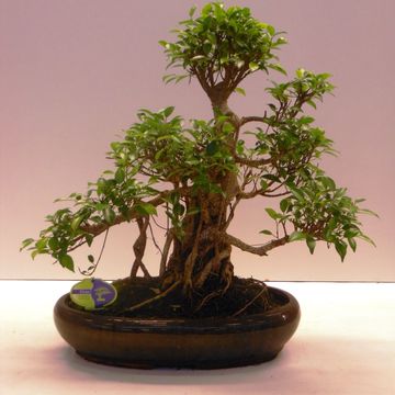 Ficus retusa