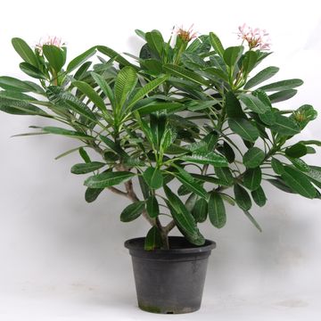 Plumeria obtusa 'Singapore Pink'