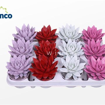 Echeveria MIX
