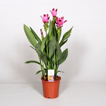 Curcuma alismatifolia SIAM SPLASH