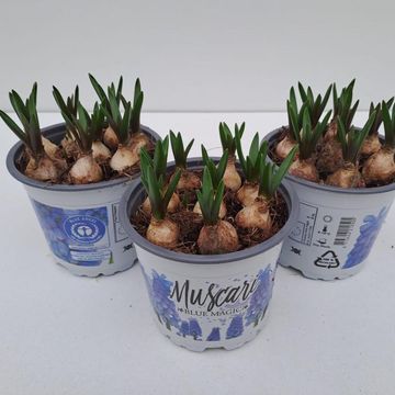 Muscari 'Blue Magic'