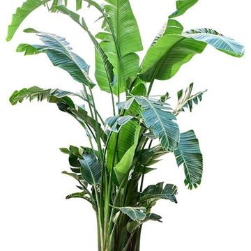 Strelitzia nicolai