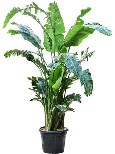 Strelitzia nicolai