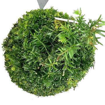 Taxus baccata