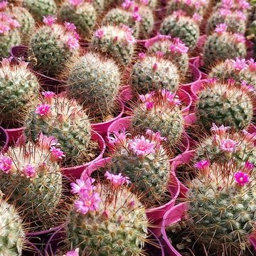 Mammillaria bombycina