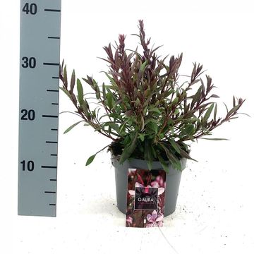 Gaura lindheimeri BABY BUTTERFLY DARK PINK