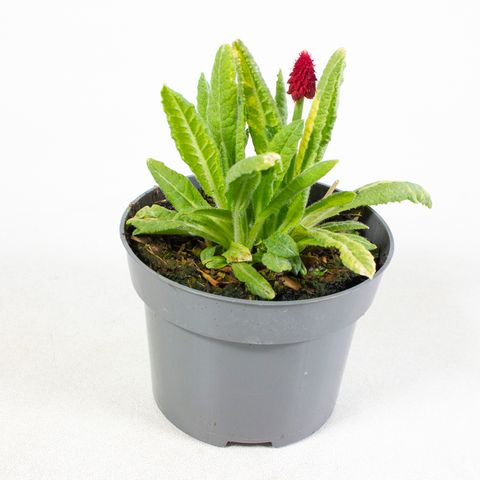 Primula vialii