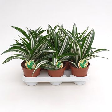 Dracaena fragrans WHITE GREEN