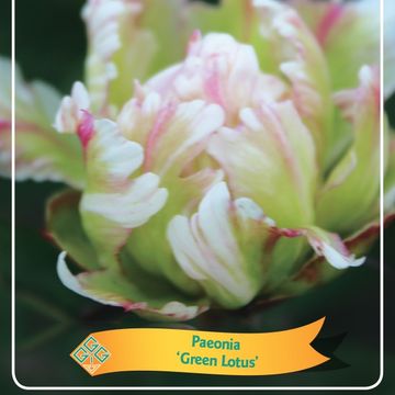 Paeonia 'Green Lotus'