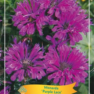 Monarda 'Purple Lace'