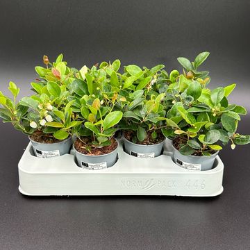 Gaultheria procumbens