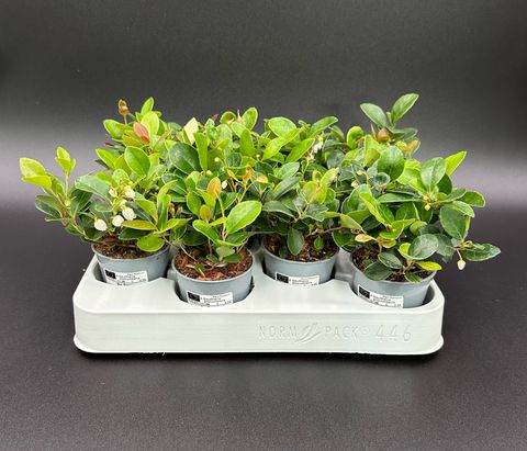 Gaultheria procumbens