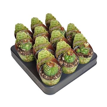 Notocactus werdermannianus mostruosus