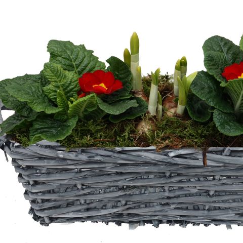 Arrangements Patio (Ripa plant)