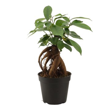 Ficus microcarpa 'Гинсенг'