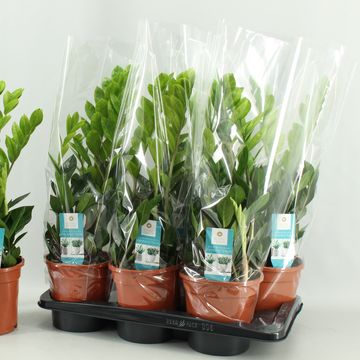 Zamioculcas zamiifolia