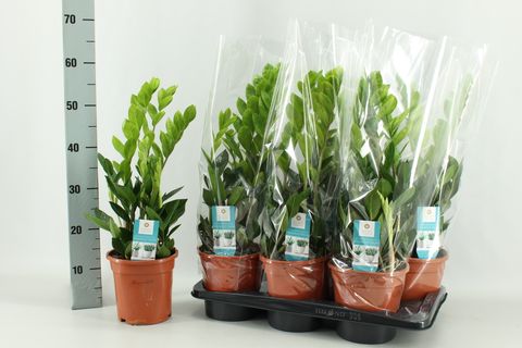 Zamioculcas zamiifolia